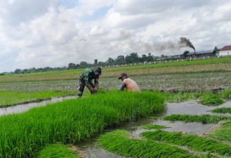 Babinsa Wonorejo Dampingi Petani Siapkan Bibit Padi