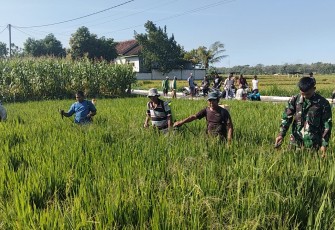 Babinsa Desa Glonggong Bersama PPL dan Kelompok Tani Laksanakan Penyemprotan Hama Wereng