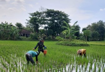 Serka Aris Dampingi Pemupukan Padi di Lahan Poktan Dewi Sri 1