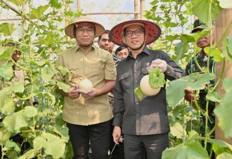 Menteri Desa dan Pembangunan Daerah Tertinggal (Mendes PDT) Yandri Susanto melakukan panen perdana Melon Sweet Honey di Desa Kaliwedi, Kecamatan Gondang, Kabupaten Sragen, Minggu (20/7/2025).