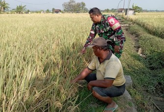 Babinsa Kodim Ponorogo Dampingi Petani Rawat Tanaman Padi Jelang Panen