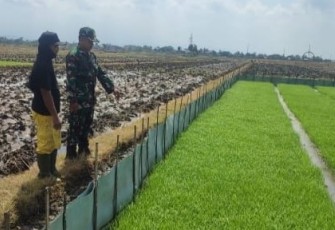 Serka Junaedi Dampingi Monitoring Perkembangan Bibit Padi