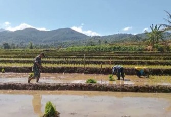 Babinsa Kodim Ponorogo Terjun ke Sawah Bantu Petani Tanam Padi 