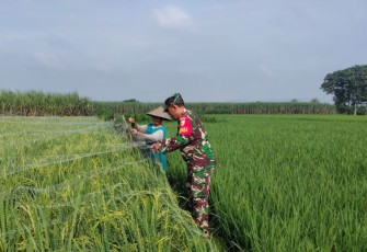 Babinsa Desa Bendiljati Wetan Dampingi Petani Pasang Jaring Lindungi Tanaman Padi