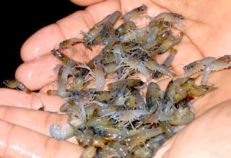 Benih-Bening Lobster 