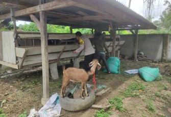 Polsek Belitang III Dukung Ketahanan Pangan Peternakan Kambing