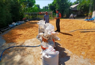 Babinsa Karangjati Kembangkan Petani Jagung di Wilayah Yang Tadah Hujan