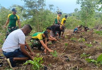 Satgas Pos Salore Tanam 1.000 Pohon Porang Bersama Warga Desa Tulakadi