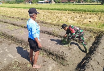 Babinsa Palur Bantu Petani Tingkatkan Produktivitas Lahan Pertanian 