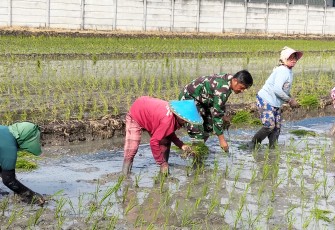 Babinsa Purworejo Dampingi Petani Tanam Padi