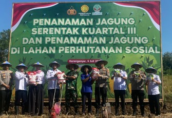Kegiatan Tanam Raya Jagung Serentak Kuartal III di Lahan Perhutanan Sosial, di Dukuh Gulunan, Desa Kaliboto, Kecamatan Mojogedang, Rabu (9/7/2025).