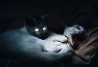 Kenali Ciri-Ciri Kucing Terkena Rabies