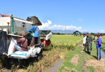 Dandim Ponorogo Pendampingan Panen Padi