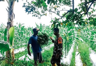 Babinsa Timika Berikan Motivasi Kepada Petani Jagung Di Wilayah Binaan