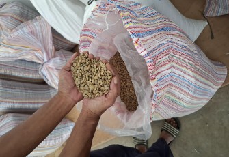 Kopi Asal Takengon 