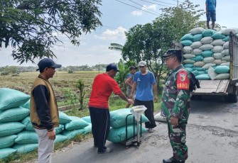Koramil 0803-05Wungu Dampingi Sergab Panen Padi Sebanyak 10 Ton di Desa Nglambangan.