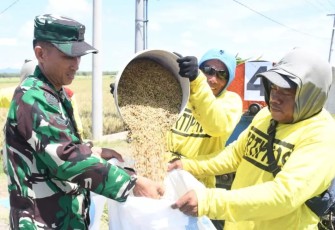 Babinsa saat membantu petani padi