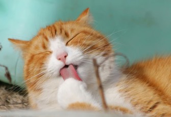 Kucing Cepat Gemuk dengan Wet Food Bernutrisi