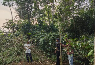 Pendampingan praktik langsung di kebun bersama para petani..jpg