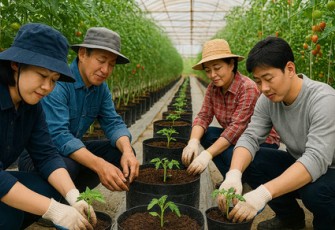 Cherry Tomato Astyfarm