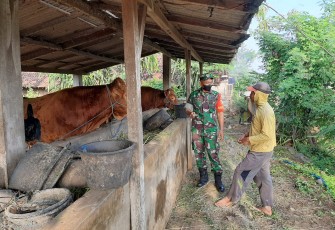 Serka Edi Purwanto saat pendampingan dan pengawalan terhadap salah satu warga Desa Karangpatihan yang bekerja sebagai peternak sapi.
