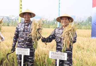 Panen Raya Padi TNI AL di wilayah Surabaya