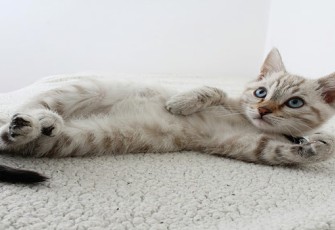 Tutorial Melatih Kitten Pup di Litter Box