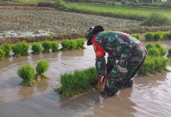 Babinsa Tambakmas Dukung Ketahanan Pangan Lewat Pendampingan Petani