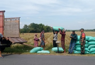 Babinsa Desa Sidomulyo Laksanakan Pendampingan Penyerapan Gabah oleh Perum Bulog