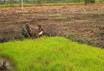 Babinsa Koramil 1710-03/Kuala Kencana Koptu Drengky Otniel Siubelan melaksanakan Komunikasi Sosial (Komsos) dengan petani binaan di Kp. Limau Asri Timur Sp. 5 Distrik Iwaka Kab. Mimika, Selasa (4/2/2025)