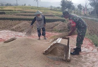 Babinsa Kodim Ponorogo Bantu Panen Padi 
