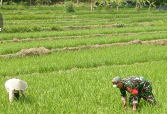 Babinsa Koramil 0801/03 Arjosari Lakukan Penyiangan