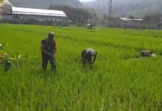 Babinsa Koramil 0801/09 Sudimoro Lakukan Penyiangan