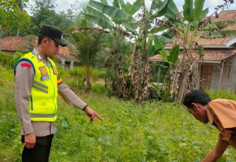 Bhabinkamtibmas Polsek Belitang III Lakukan Pengecekan Lahan Warga Untuk Mendukung Ketahanan Pangan