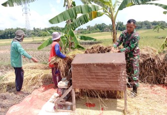 Babinsa Kodim Ponorogo Pendampingan Petani Panen Padi
