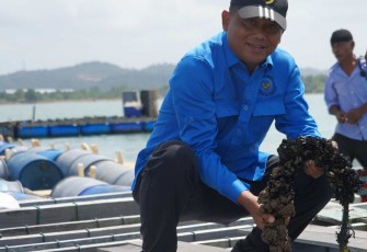 Budidaya lobster di Batam