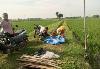 Babinsa Desa Jatisari Dampingi Kelompok Tani Dewi Sri I dalam Pemupukan Padi
