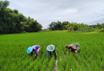 Babinsa Koramil Kwadungan Aktif Dampingi Petani diwilayahnya 