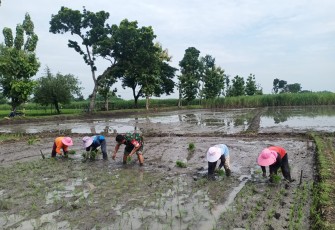 Babinsa saat Desa Ketawang Bantu Petani Tanam Padi 
