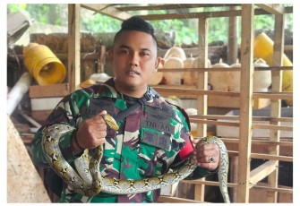 Sertu Lilik Tangkap Ular Piton di Jatiraden