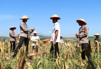 Kapolres Demak Pimpin Panen Jagung