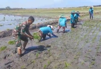 Babisa Karanganyar Bantu Petani Tananm Padi 