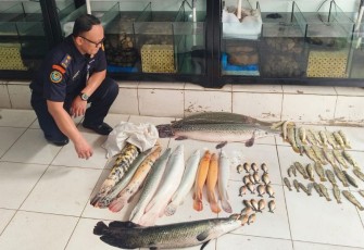 KKP saat pemusnahan ikan predator di salah satu toko ikan hias di Jakarta Timur 