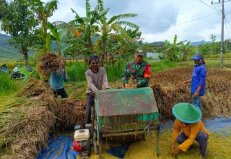 Babinsa Kodim Ponorogo Bantu Panen dan Sosialisasi 