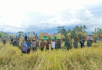 Panen Raya diwilayah Kodim 0801/Pacitan bertempat di lahan sawah Dusun Banaran, Desa Gayuhan, Kecamatan Arjosari, Kabupaten Pacitan.Rabu(19/02/2025)