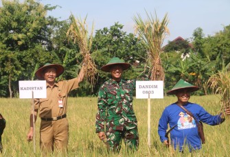 Dandim Madiun Panen Raya dan Serap Gabah di Desa Bandungan