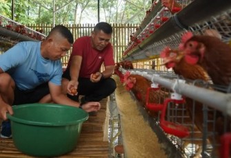 Pangdivif 1 Kostrad Mayjen TNI Novi Rubadi Sugito memanen telur ayam, Selasa (25/2)