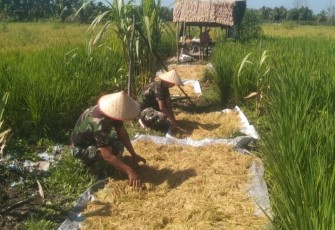 Giat Panen Padi Tahap Pertama di Lahan Kosong Subdenpom II/2-2 Tajab