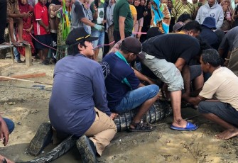Buaya muara saat di evakuasi team KKP di Donggala 