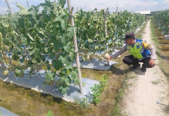 Personel Polsek Belitang III Laksanakan Pendampingan Pengecekan Lahan Milik Warga Yang di Tanami Buah Melon